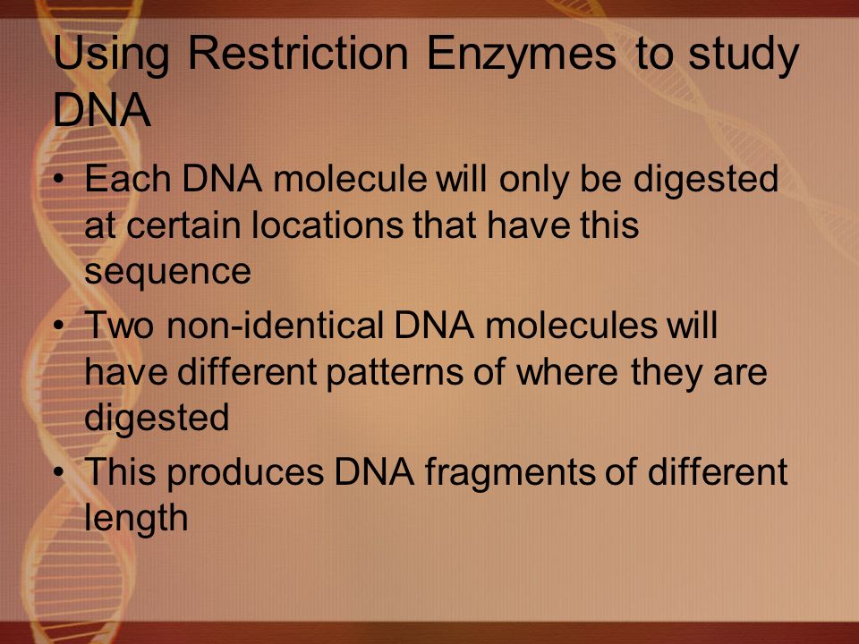 Using Restriction Enzymes to study DNA Each DNA molecule will only be digested at certain locations that have this sequence Two non-identical DNA molecules will have different patterns of where they are digested This produces DNA fragments of different length