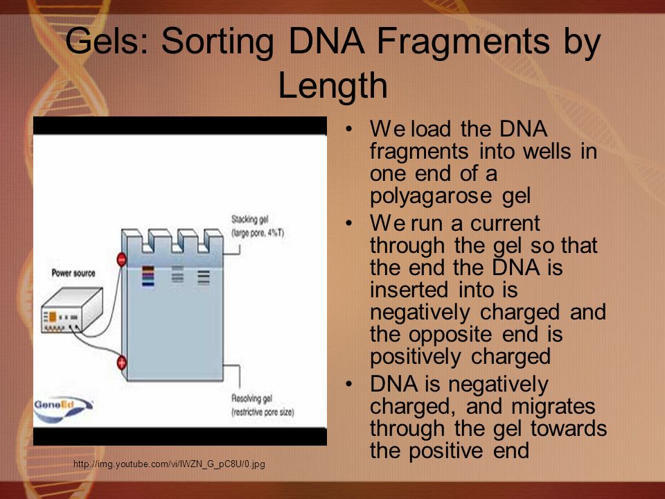 Gels: Sorting DNA Fragments by Length We load the DNA fragments into wells in one end of a polyagarose gel We run a current through the gel so that the end the DNA is inserted into is negatively charged and the opposite end is positively charged DNA is negatively charged, and migrates through the gel towards the positive end