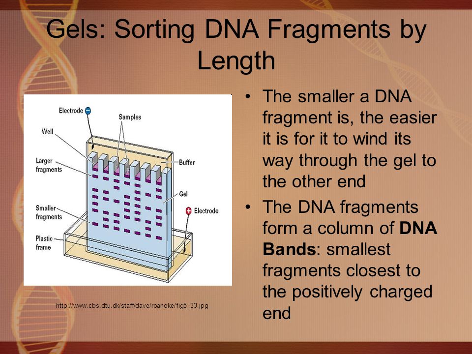 Gels: Sorting DNA Fragments by Length The smaller a DNA fragment is, the easier it is for it to wind its way through the gel to the other end The DNA fragments form a column of DNA Bands: smallest fragments closest to the positively charged end
