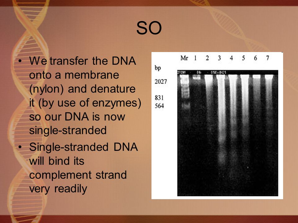 SO We transfer the DNA onto a membrane (nylon) and denature it (by use of enzymes) so our DNA is now single-stranded Single-stranded DNA will bind its complement strand very readily