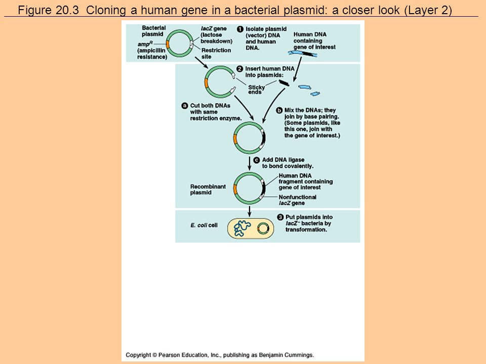 Figure 20.3 Cloning a human gene in a bacterial plasmid: a closer look (Layer 1)