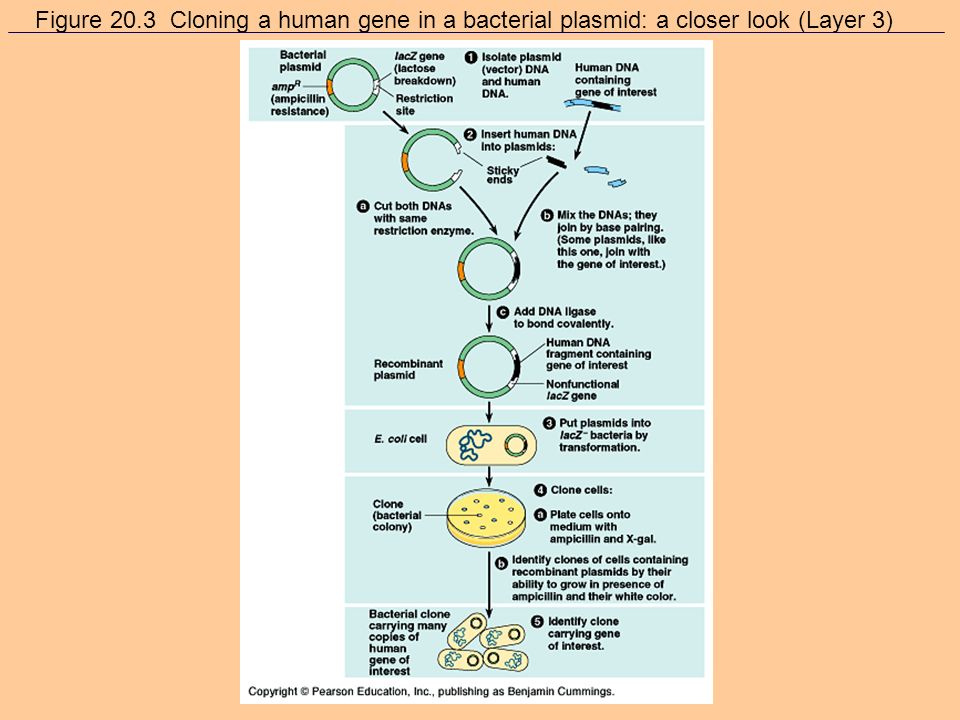 Figure 20.3 Cloning a human gene in a bacterial plasmid: a closer look (Layer 2)