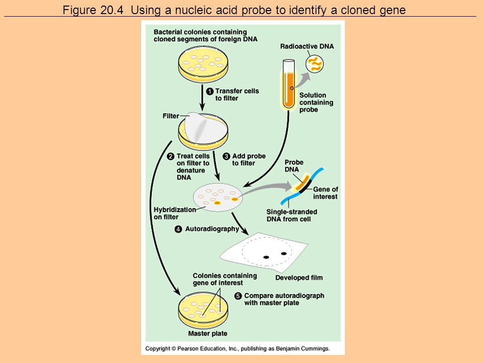 Figure 20.3 Cloning a human gene in a bacterial plasmid: a closer look (Layer 3)