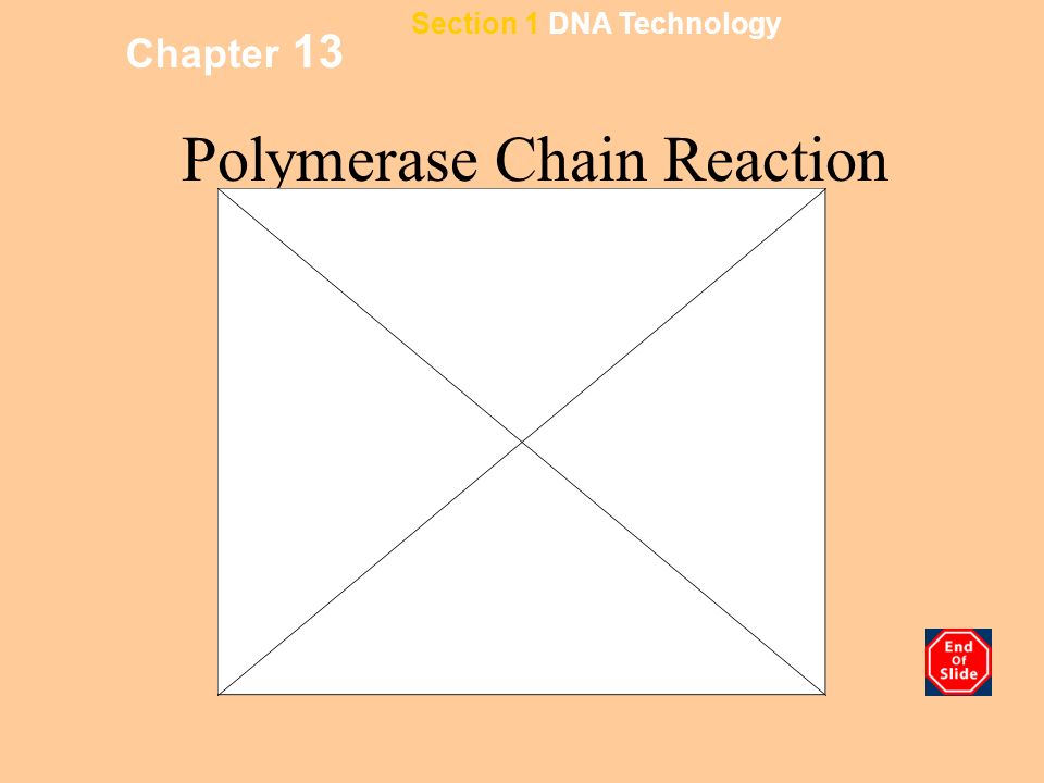 Chapter 13 Polymerase Chain Reaction Section 1 DNA Technology