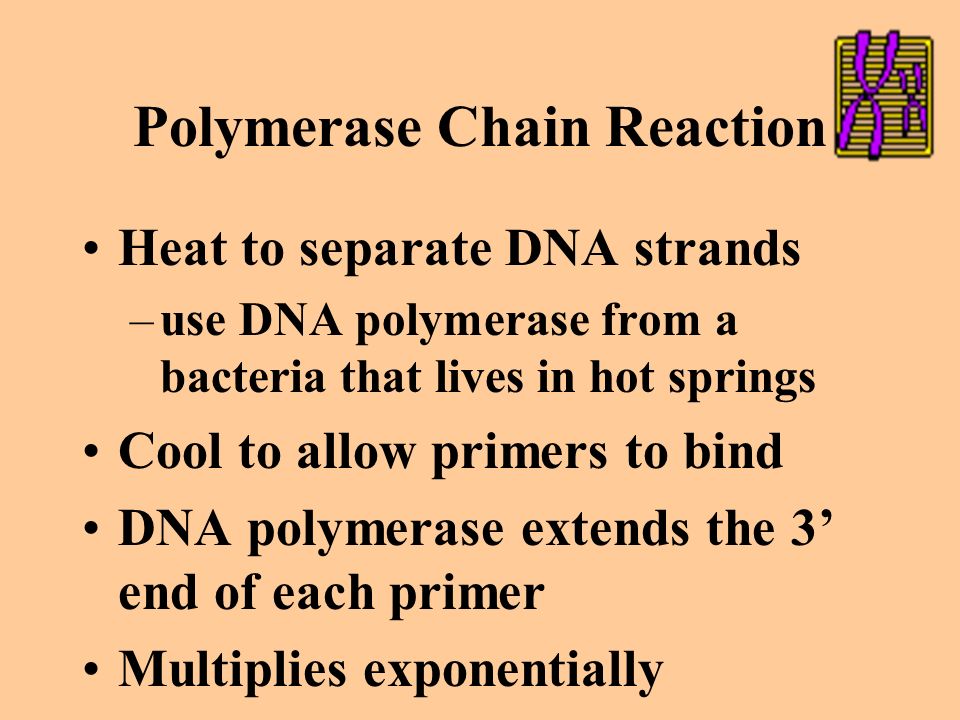 Polymerase Chain Reaction Devised in 1985 Starting materials: –DNA polymerase, primers, nucleotides