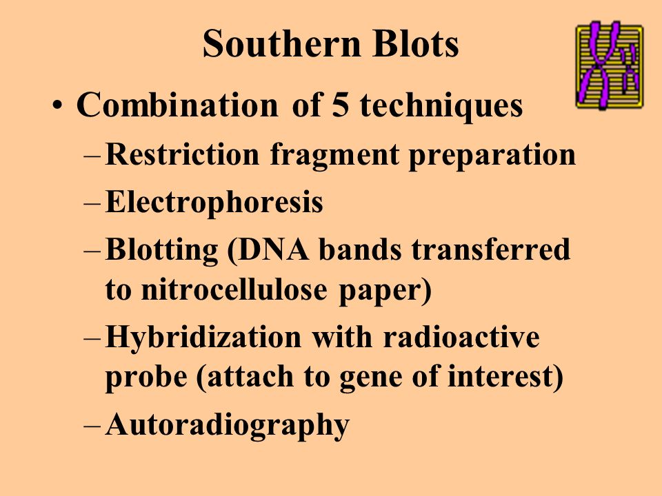 Southern Blots Hybridization technique that enables researchers to determine the presence of certain nucleotide sequences in a sample of DNA RFLP’s –differences in DNA sequence on homologous chromosomes that result in different patterns of restriction fragment lengths for every species –useful as genetic markers –Inherited following Mendel’s patterns