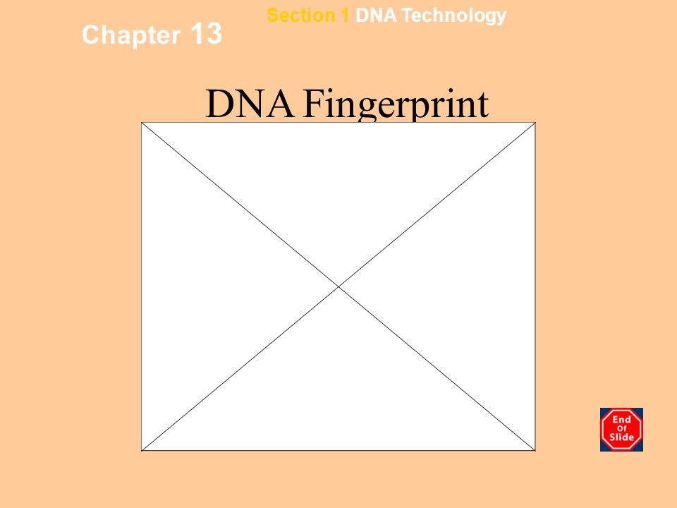 Chapter 13 Gel Electrophoresis Section 1 DNA Technology