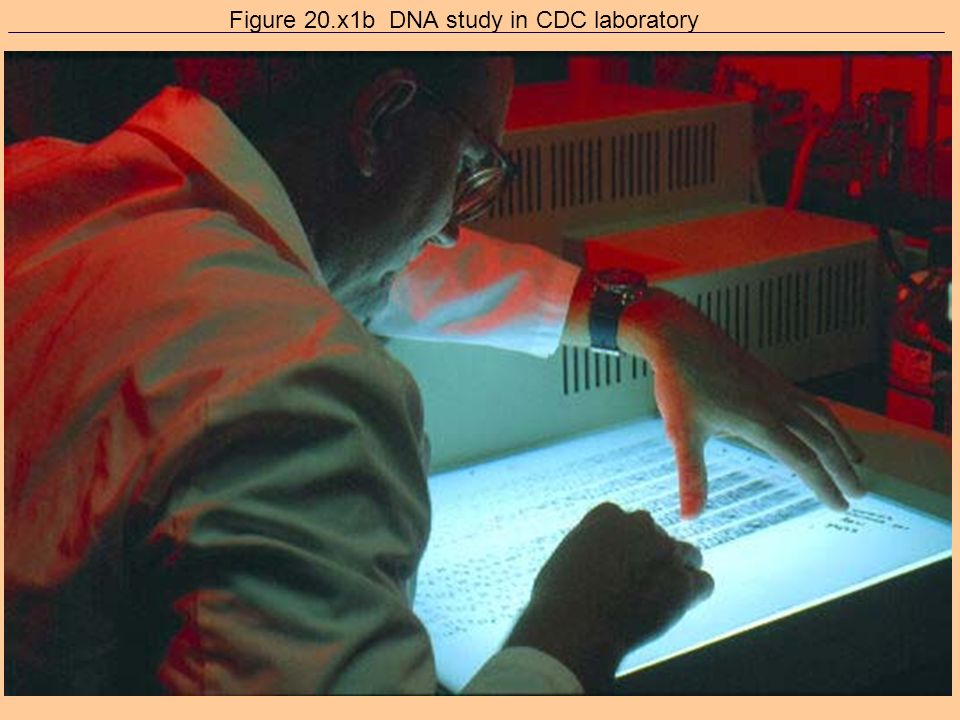 Figure 20.x1a Laboratory worker reviewing DNA band pattern