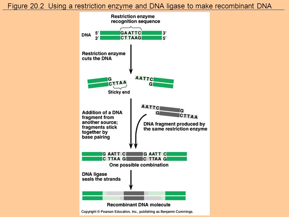 DNA Technology Recombinant DNA technology –Set of techniques for recombining genes from different sources in vitro and transferring the recombinant DNA to a cell where it is expressed –Typically uses a plasmid as its vector –Same restriction enzymes used to make sticky end cuts