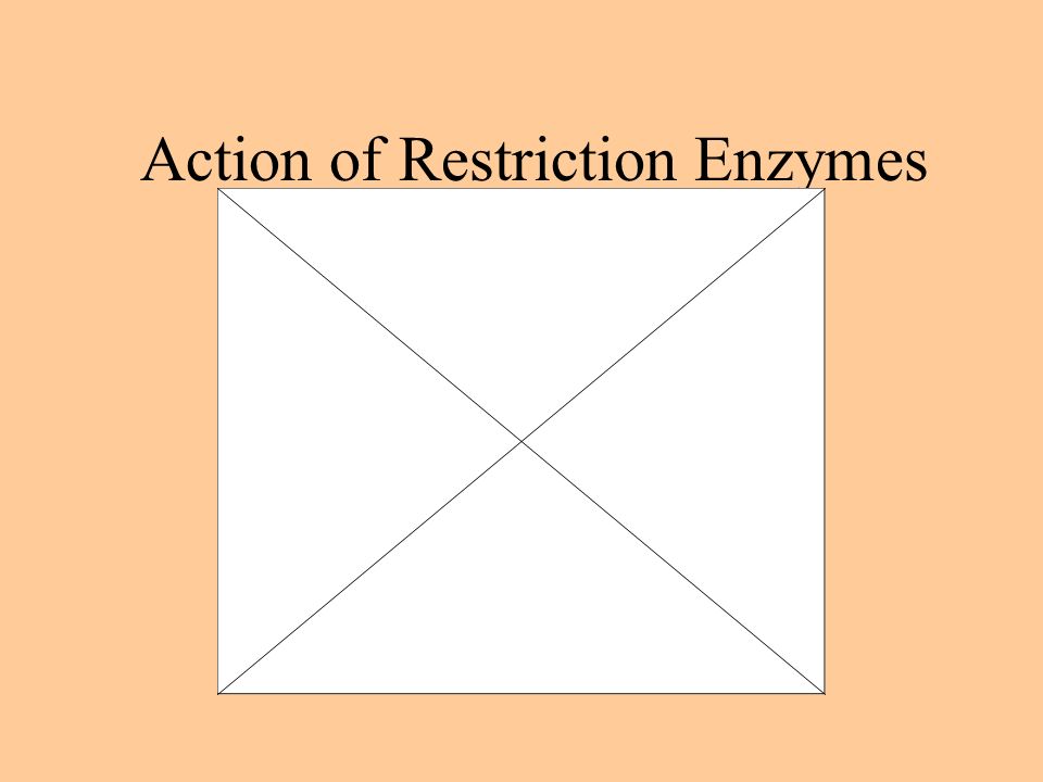 Figure 20.2 Using a restriction enzyme and DNA ligase to make recombinant DNA