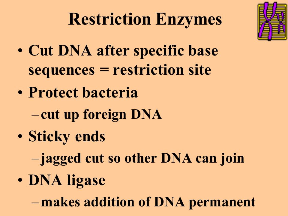 Action of Restriction Enzymes