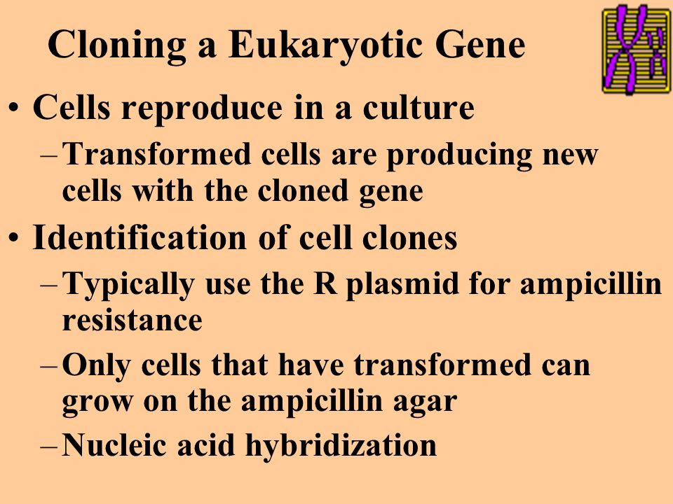 Cloning a Eukaryotic Gene Isolation of vector & gene-source DNA –Cloning vector is the original plasmid Insertion of DNA into vector –Use of restriction enzymes –May need to make cell competent (E.