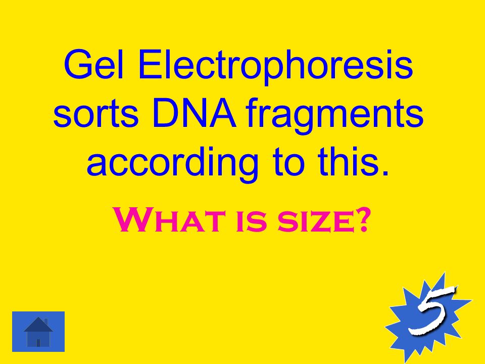 What is size 5 Gel Electrophoresis sorts DNA fragments according to this.
