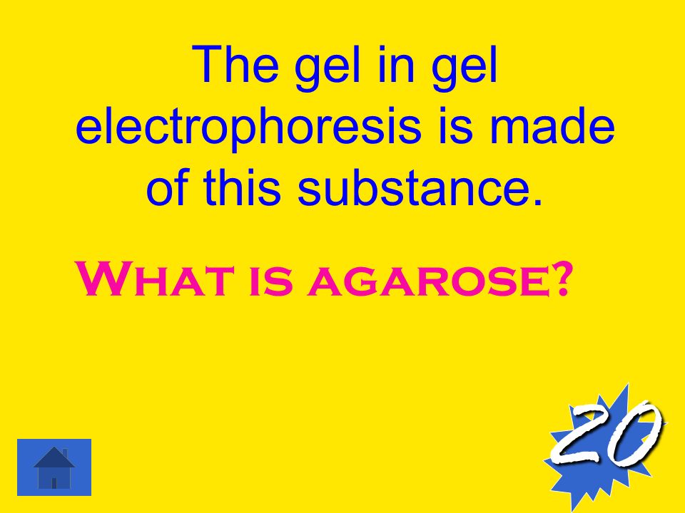 The gel in gel electrophoresis is made of this substance. What is agarose 20