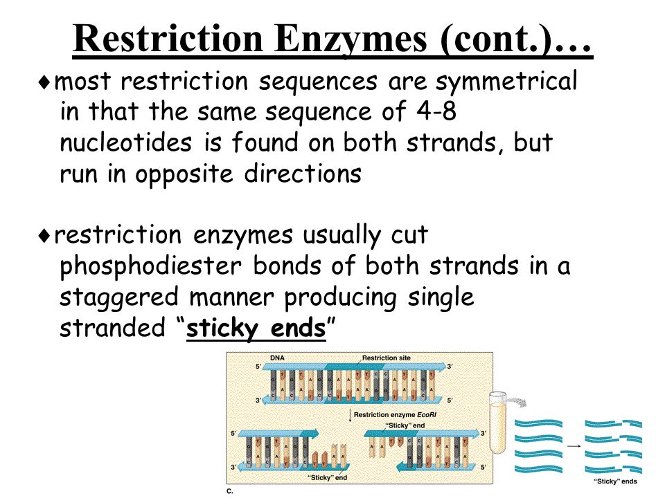 Restriction Enzymes (cont.)…  most restriction sequences are symmetrical in that the same sequence of 4-8 nucleotides is found on both strands, but run in opposite directions  restriction enzymes usually cut phosphodiester bonds of both strands in a staggered manner producing single stranded sticky ends