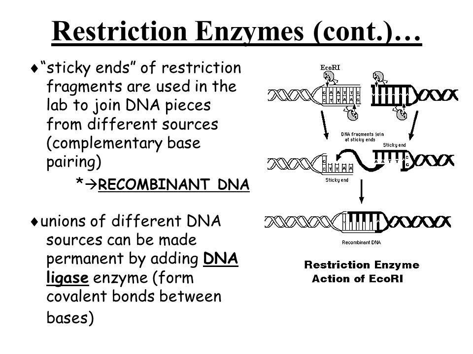 Restriction Enzymes (cont.)…  sticky ends of restriction fragments are used in the lab to join DNA pieces from different sources (complementary base pairing) *  RECOMBINANT DNA  unions of different DNA sources can be made permanent by adding DNA ligase enzyme (form covalent bonds between bases)