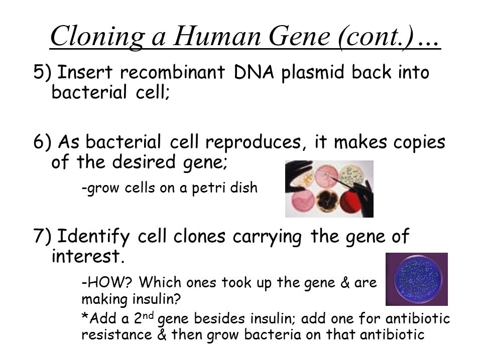 Cloning a Human Gene (cont.)… 5) Insert recombinant DNA plasmid back into bacterial cell; 6) As bacterial cell reproduces, it makes copies of the desired gene; -grow cells on a petri dish 7) Identify cell clones carrying the gene of interest.