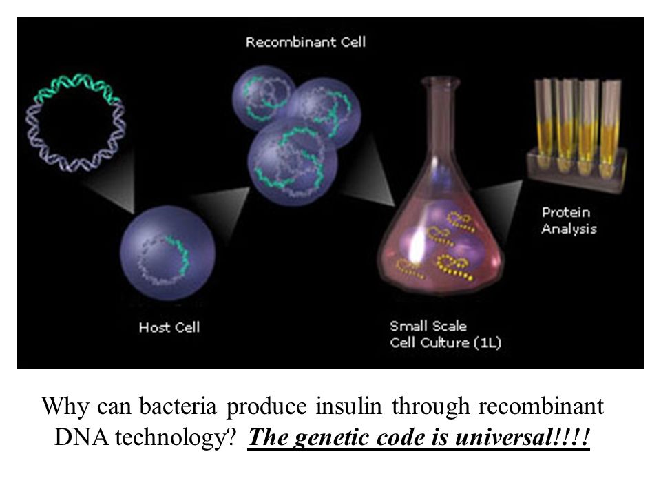 Why can bacteria produce insulin through recombinant DNA technology.