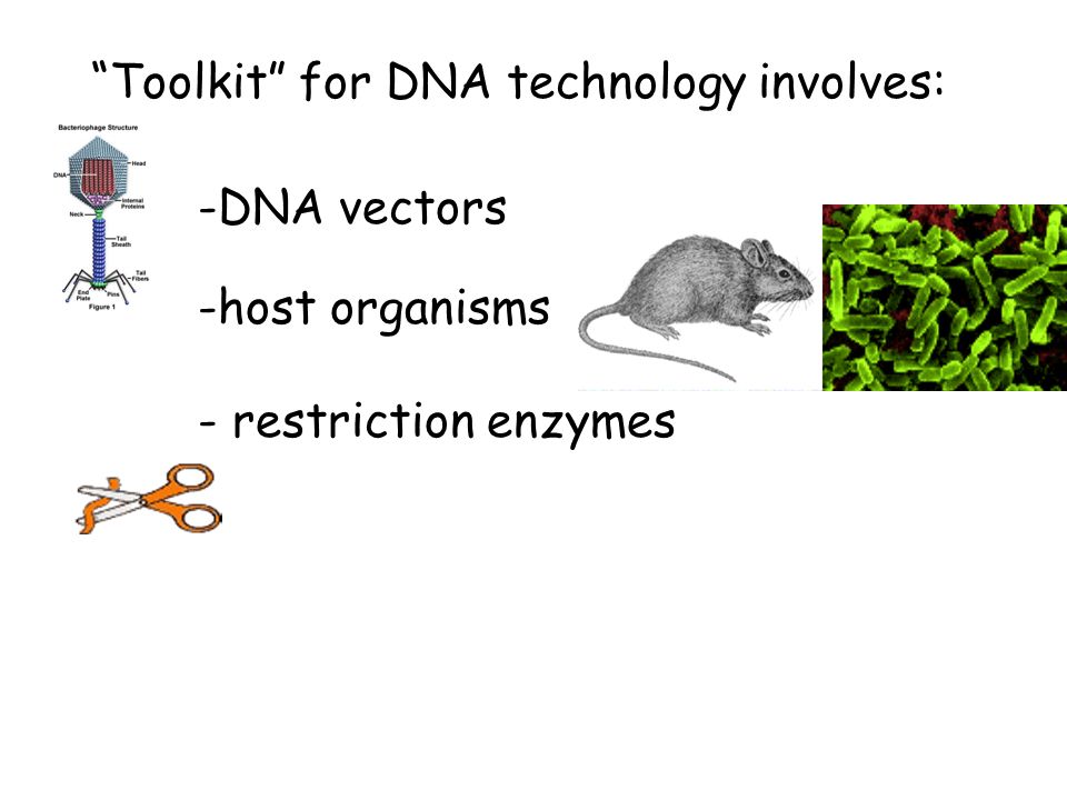 Toolkit for DNA technology involves: -DNA vectors -host organisms - restriction enzymes