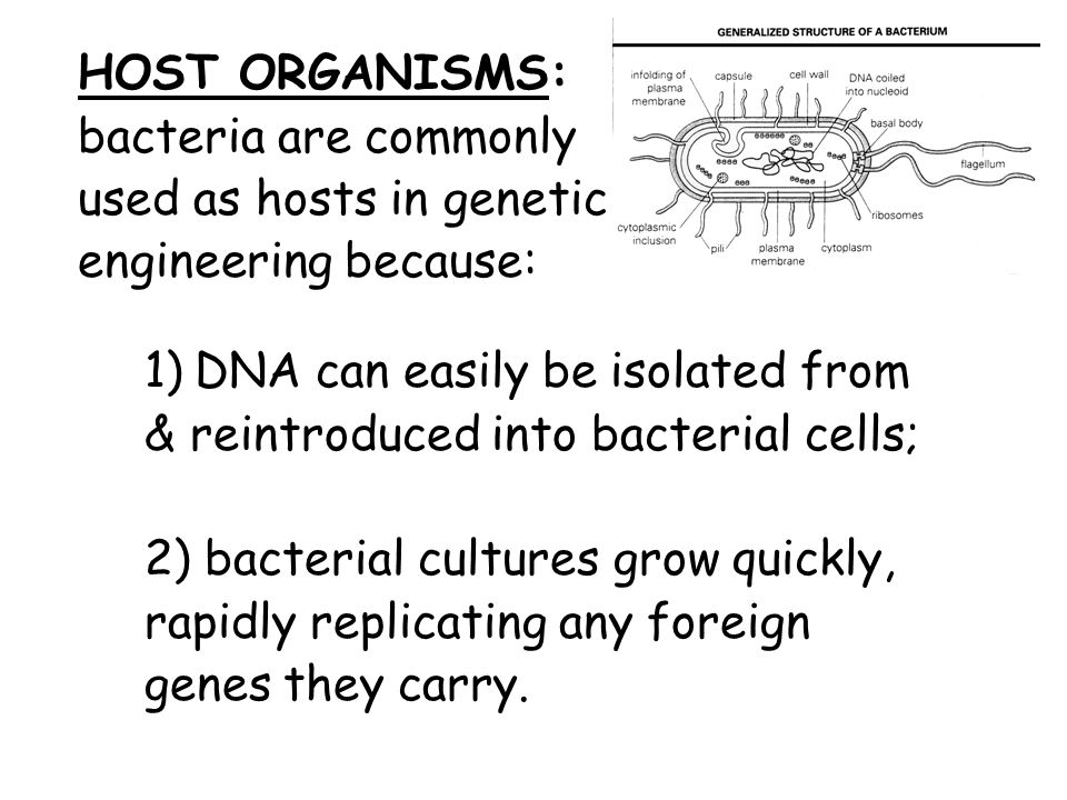 HOST ORGANISMS: bacteria are commonly used as hosts in genetic engineering because: 1) DNA can easily be isolated from & reintroduced into bacterial cells; 2) bacterial cultures grow quickly, rapidly replicating any foreign genes they carry.