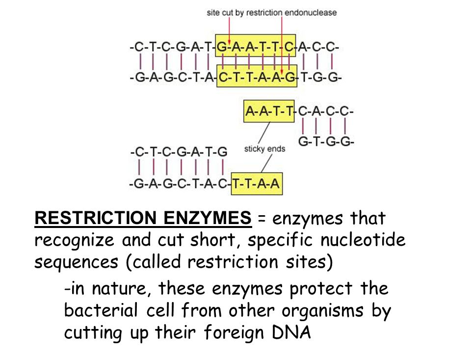 RESTRICTION ENZYMES = enzymes that recognize and cut short, specific nucleotide sequences (called restriction sites) -in nature, these enzymes protect the bacterial cell from other organisms by cutting up their foreign DNA