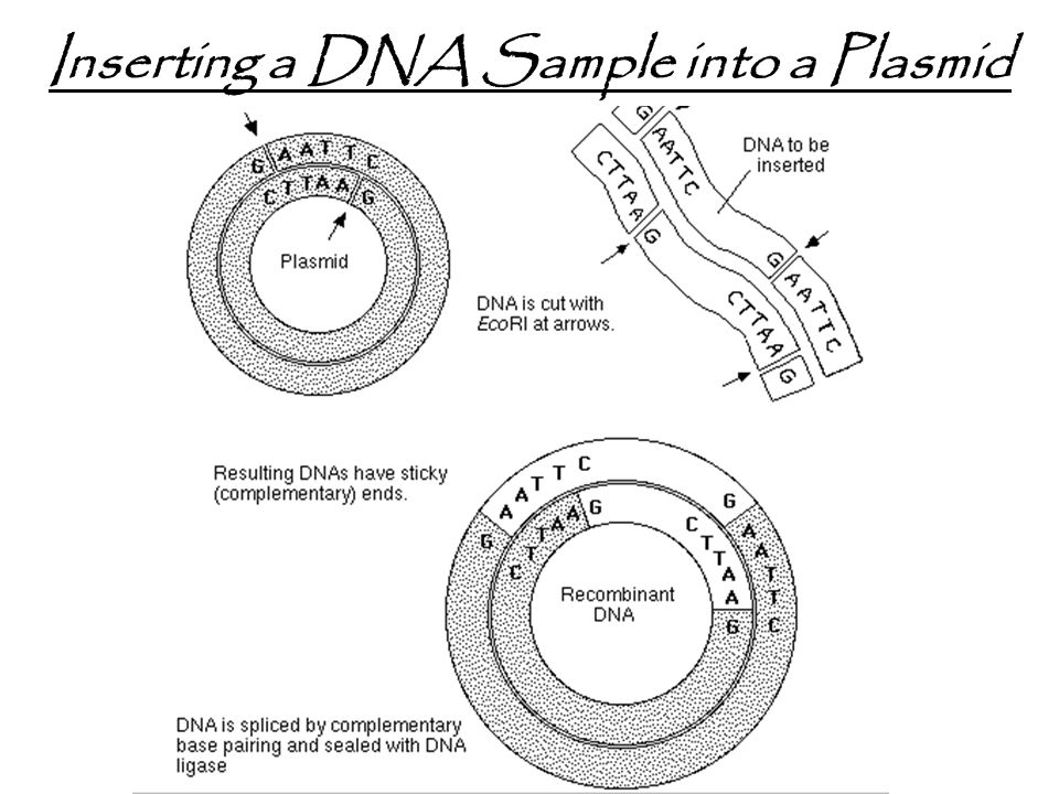 Inserting a DNA Sample into a Plasmid