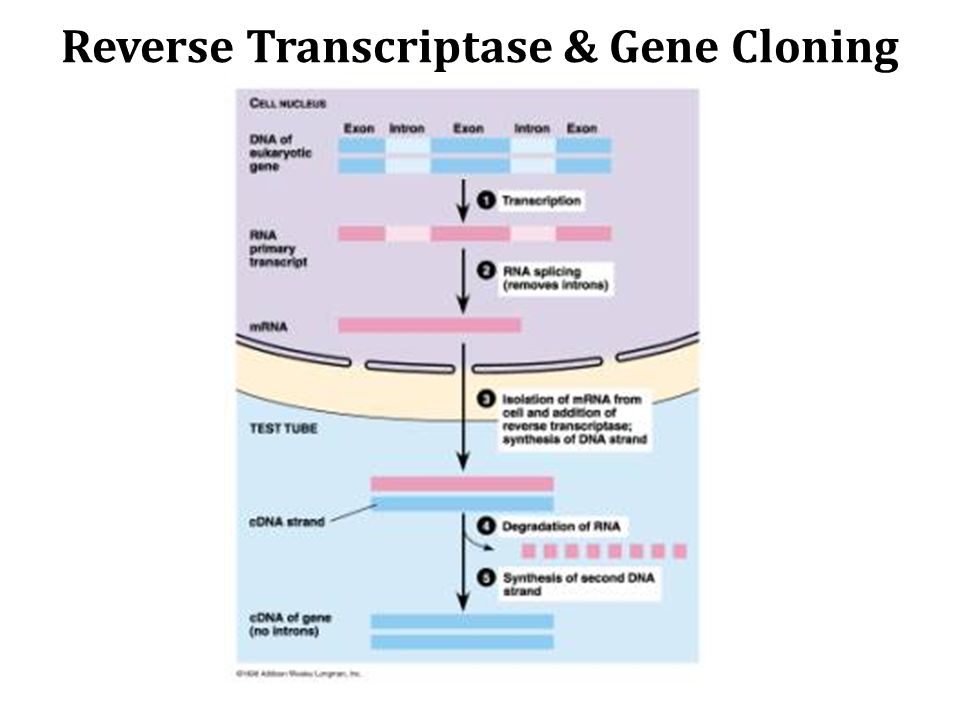 Reverse Transcriptase & Gene Cloning