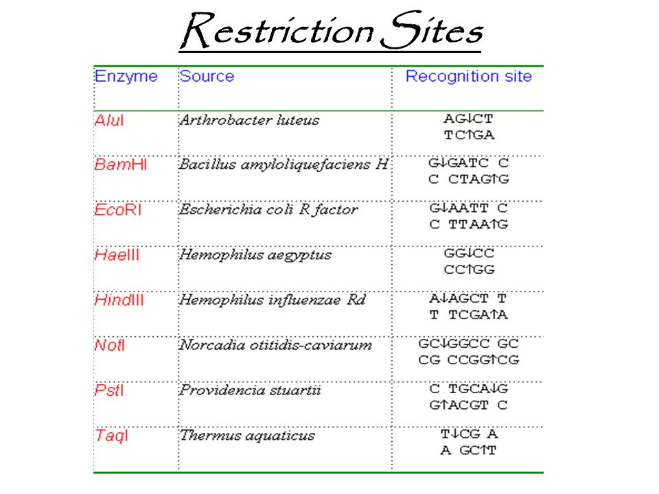 Restriction Sites