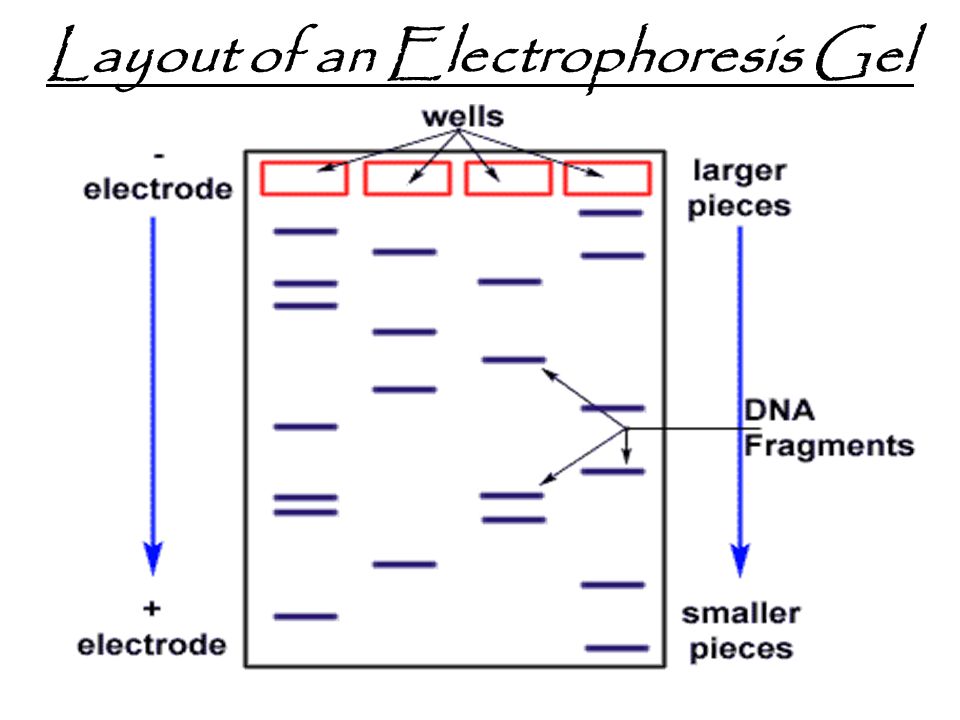 Layout of an Electrophoresis Gel