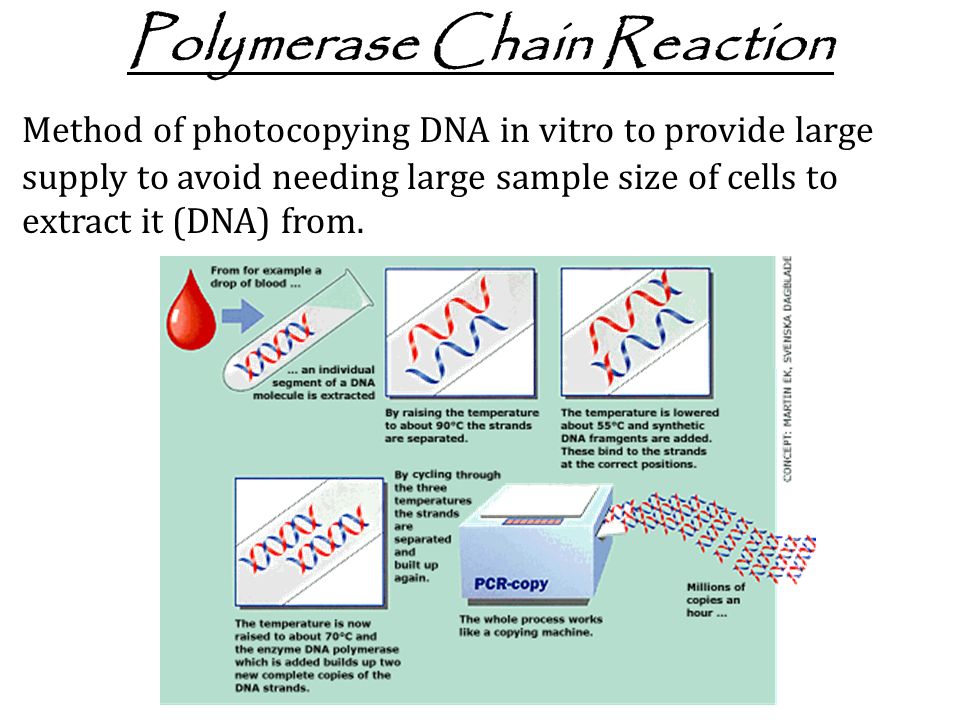Polymerase Chain Reaction Method of photocopying DNA in vitro to provide large supply to avoid needing large sample size of cells to extract it (DNA) from.
