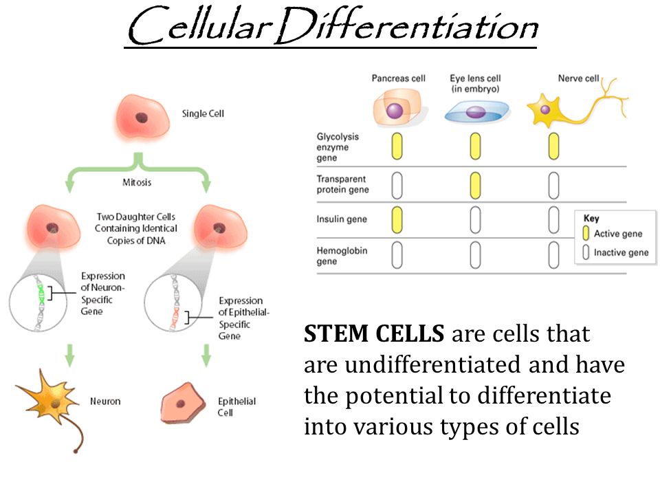 Cellular Differentiation STEM CELLS are cells that are undifferentiated and have the potential to differentiate into various types of cells