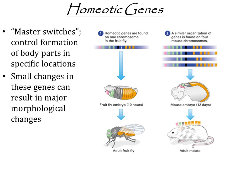 Homeotic Genes Master switches ; control formation of body parts in specific locations Small changes in these genes can result in major morphological changes