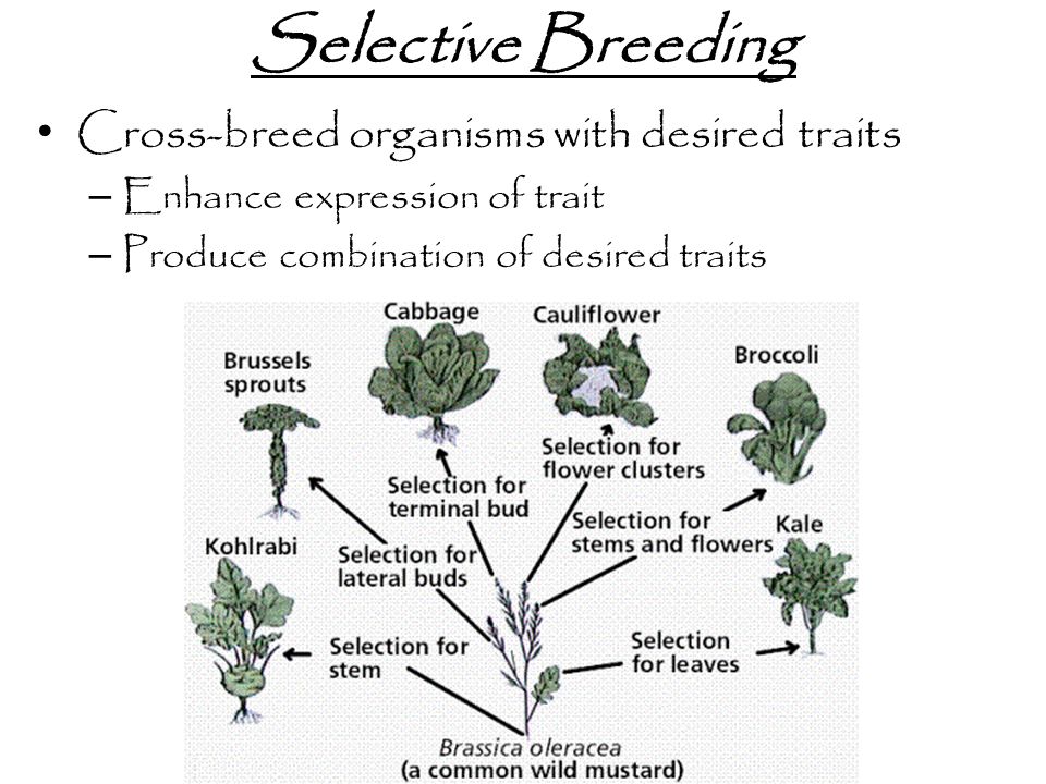 Selective Breeding Cross-breed organisms with desired traits – Enhance expression of trait – Produce combination of desired traits