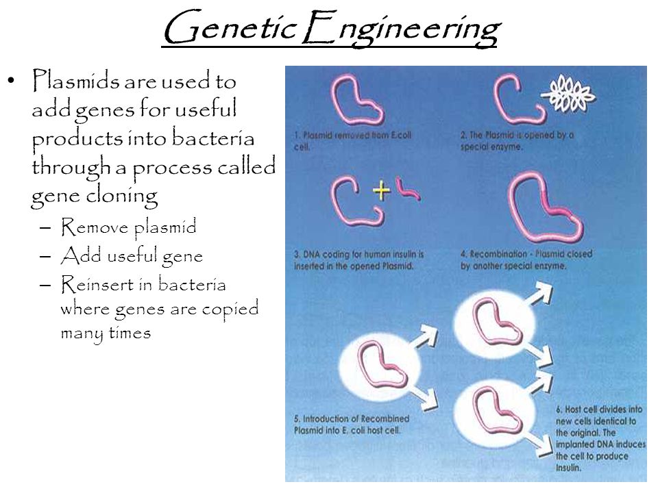 Genetic Engineering Plasmids are used to add genes for useful products into bacteria through a process called gene cloning – Remove plasmid – Add useful gene – Reinsert in bacteria where genes are copied many times