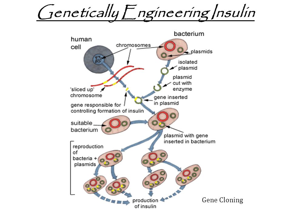 Genetically Engineering Insulin Gene Cloning