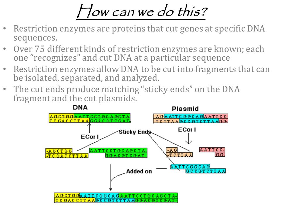 How can we do this. Restriction enzymes are proteins that cut genes at specific DNA sequences.
