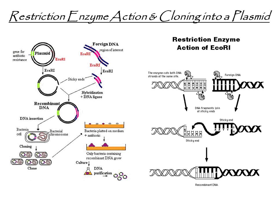 Restriction Enzyme Action & Cloning into a Plasmid