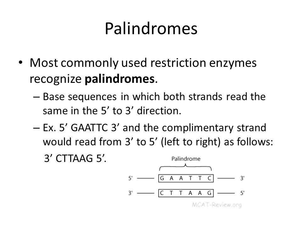 Palindromes Most commonly used restriction enzymes recognize palindromes.