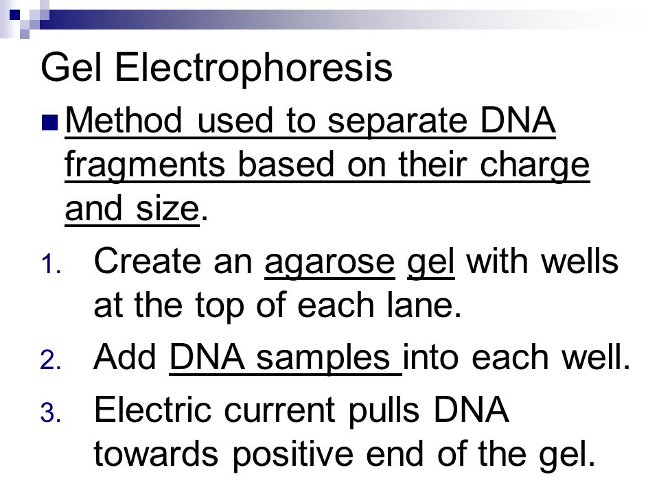 Gel Electrophoresis Method used to separate DNA fragments based on their charge and size.
