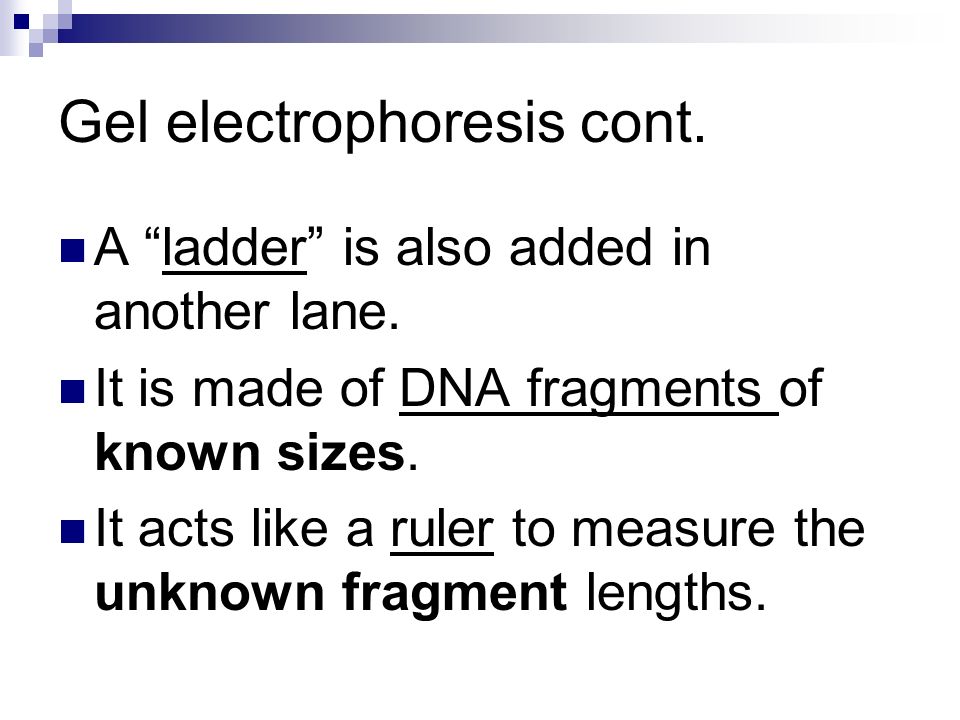 Gel electrophoresis cont. A ladder is also added in another lane.