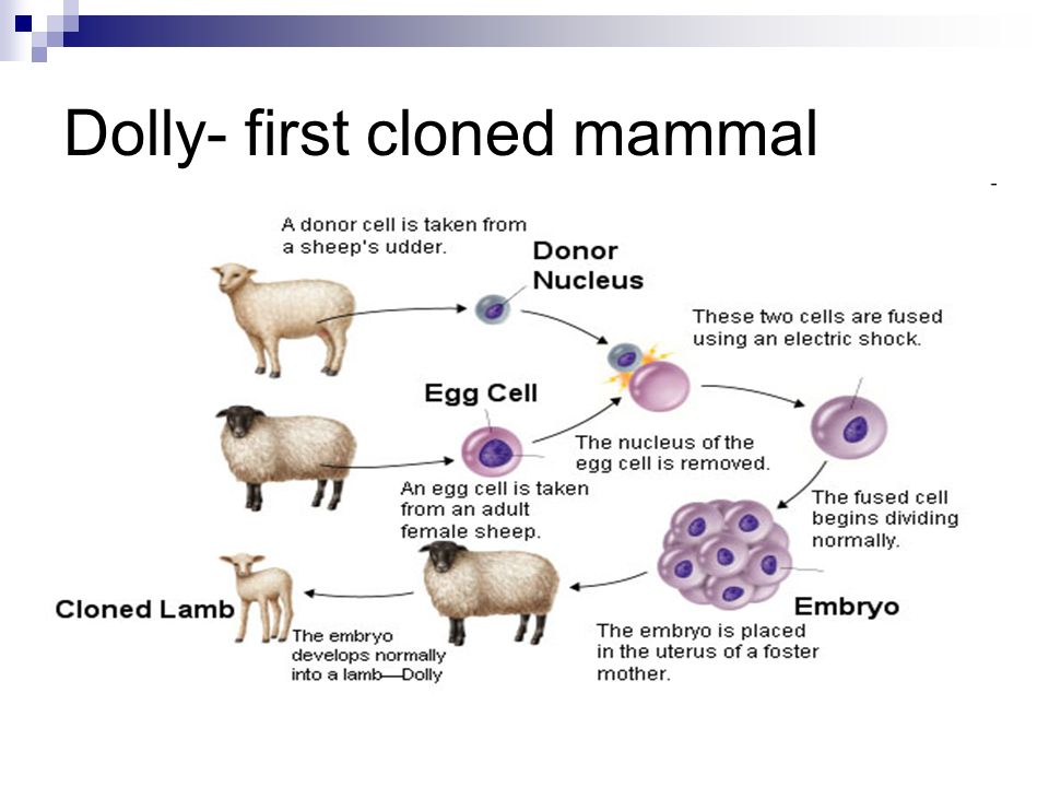 Dolly- first cloned mammal