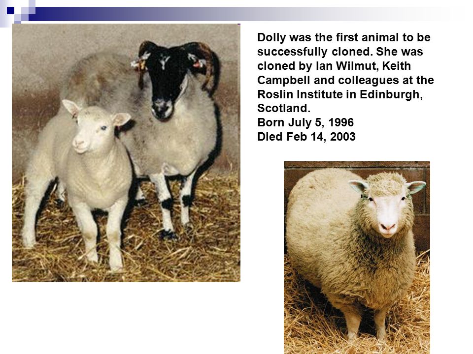 Dolly was the first animal to be successfully cloned.