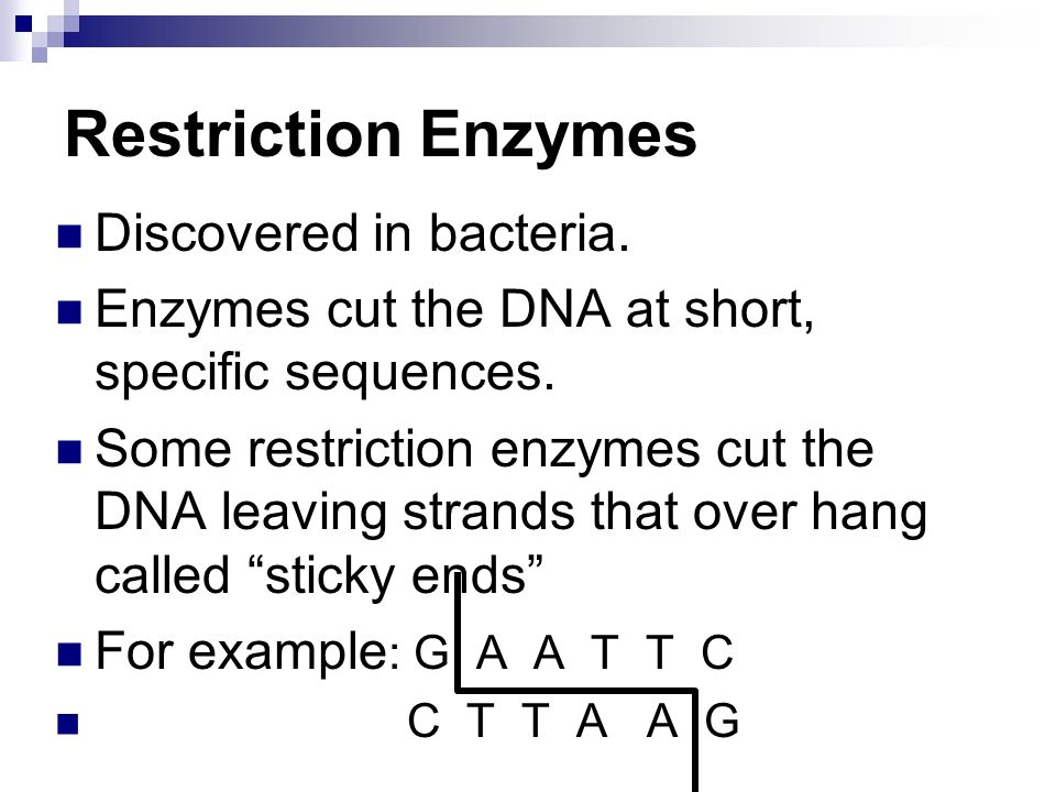 Restriction Enzymes Discovered in bacteria. Enzymes cut the DNA at short, specific sequences.