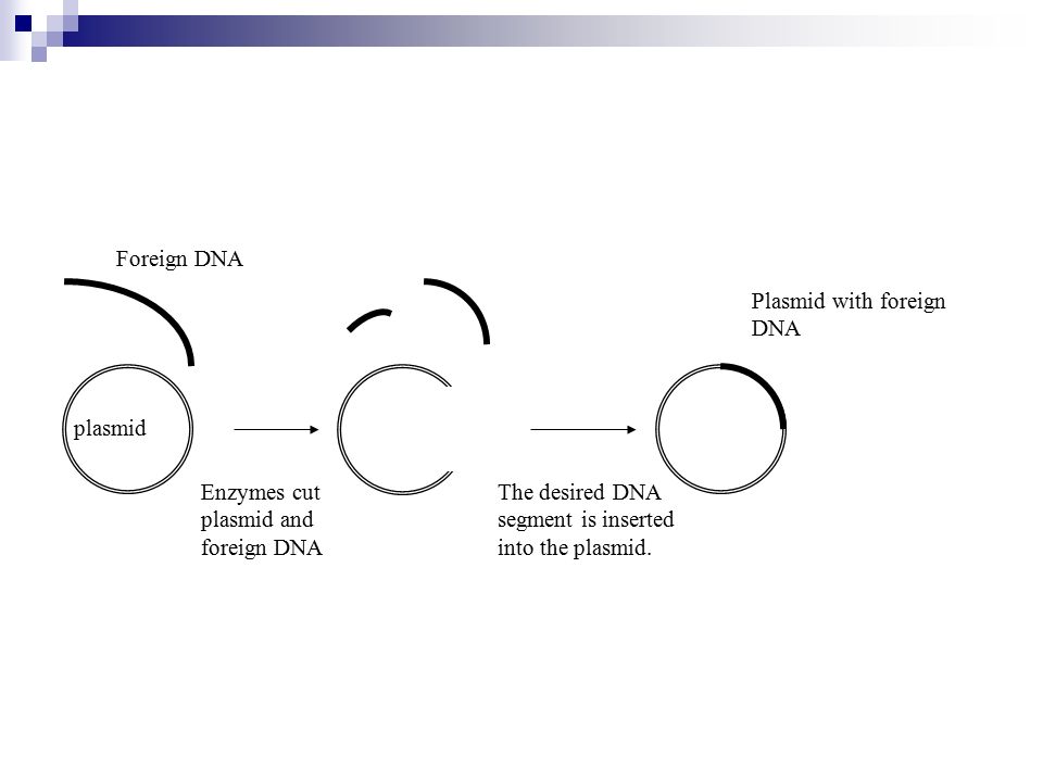 plasmid Enzymes cut plasmid and foreign DNA The desired DNA segment is inserted into the plasmid.