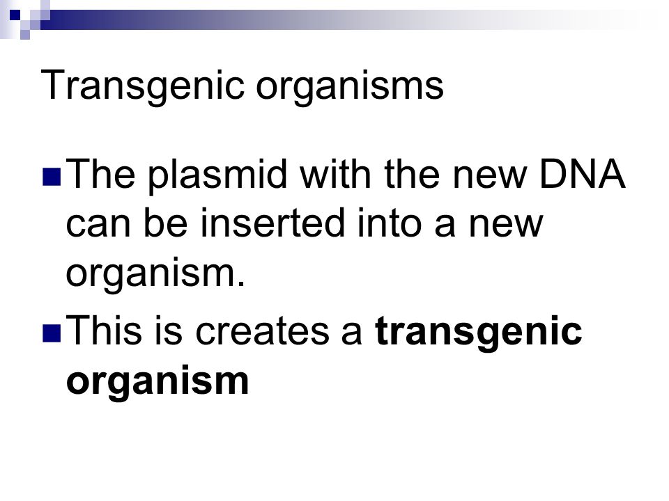 Transgenic organisms The plasmid with the new DNA can be inserted into a new organism.