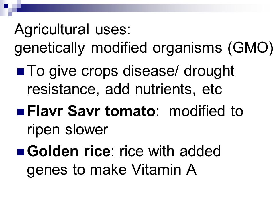 Agricultural uses: genetically modified organisms (GMO) To give crops disease/ drought resistance, add nutrients, etc Flavr Savr tomato: modified to ripen slower Golden rice: rice with added genes to make Vitamin A