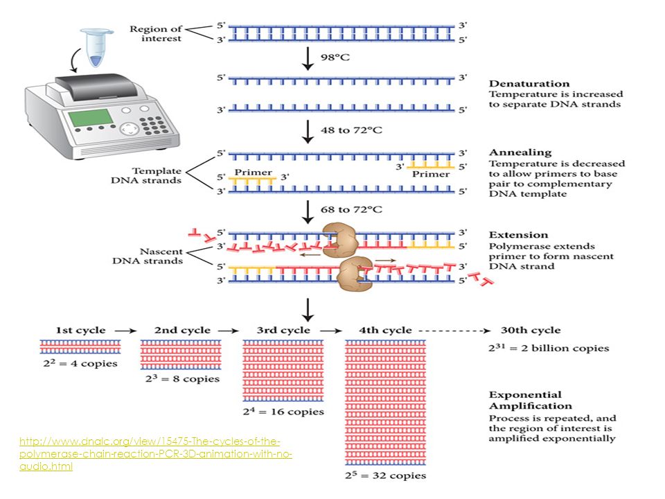 POLYMERASE CHAIN REACTION AMPLIFYING DNA What do you need to replicate DNA.