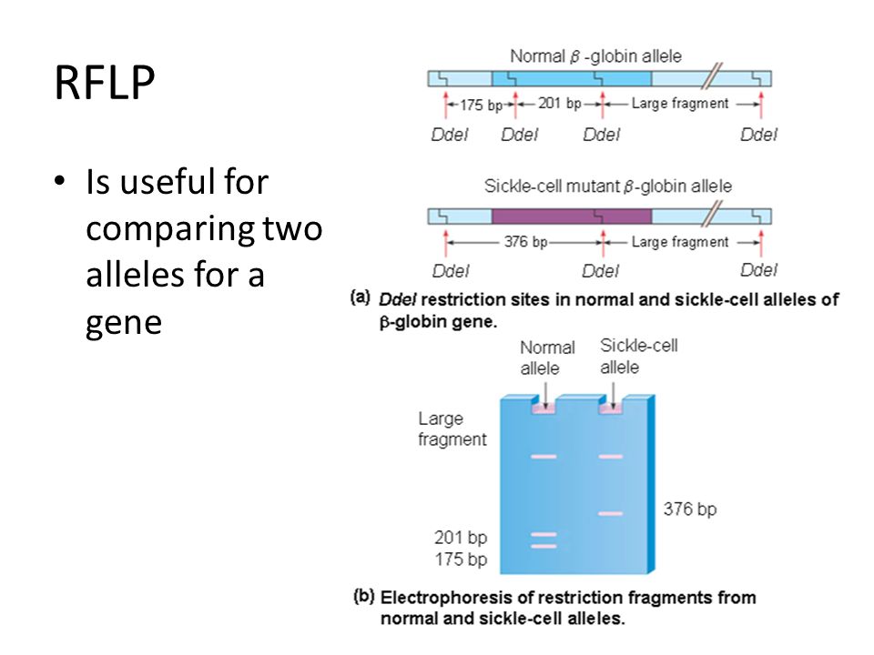 RFLP Is useful for comparing two alleles for a gene