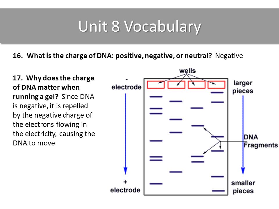 Unit 8 Vocabulary 16.What is the charge of DNA: positive, negative, or neutral.