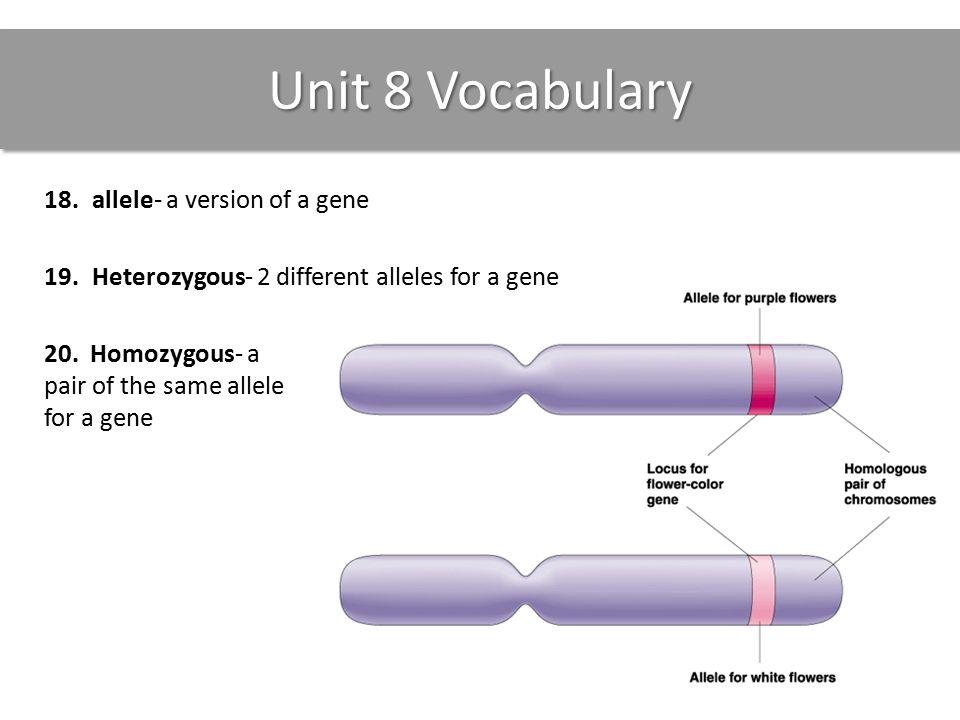 Unit 8 Vocabulary 18.allele- a version of a gene 19.Heterozygous- 2 different alleles for a gene 20.